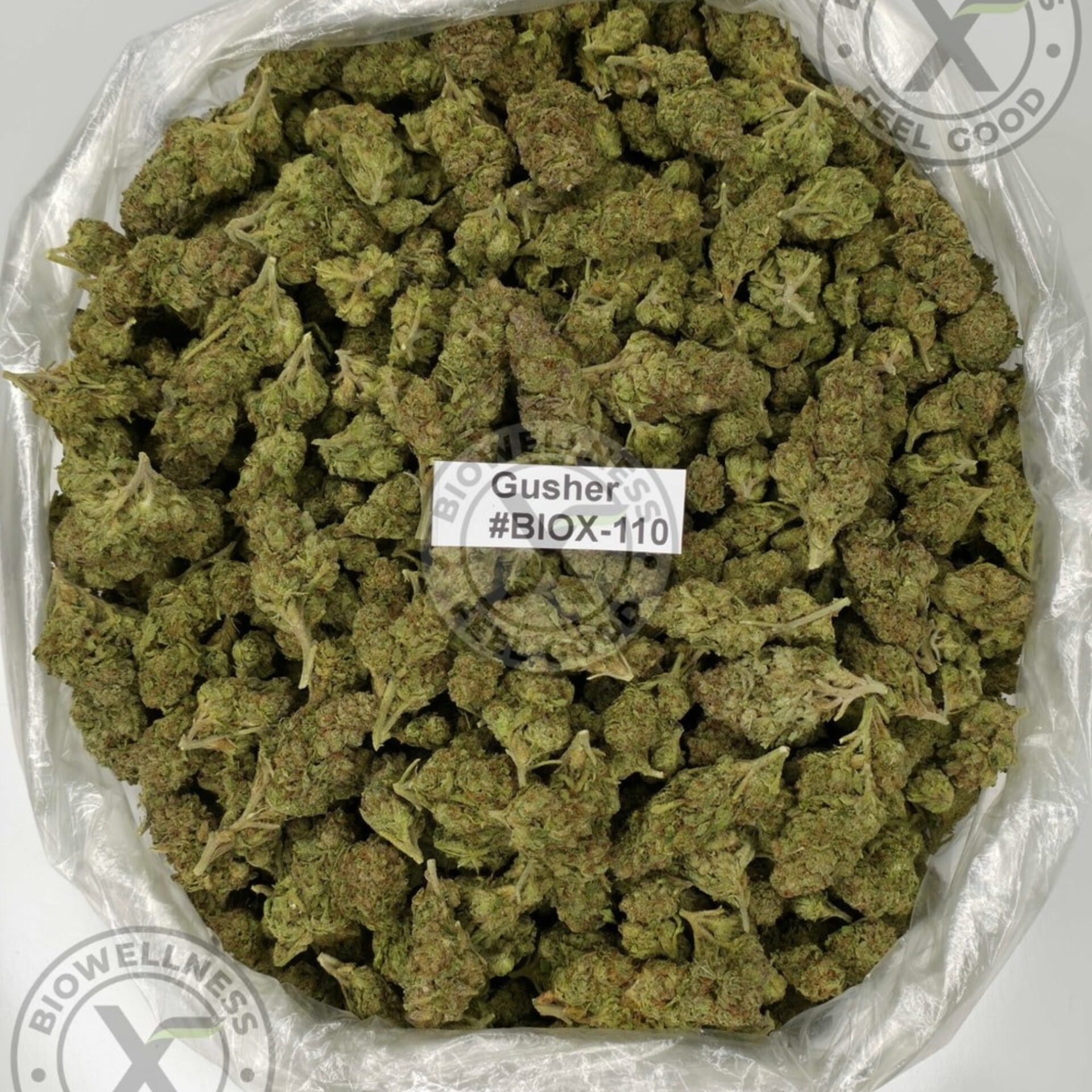 THCa Flower Clearance | Cheap $50/Oz Deals – 14 grams, Strain: AAA | Gusher (Indica)