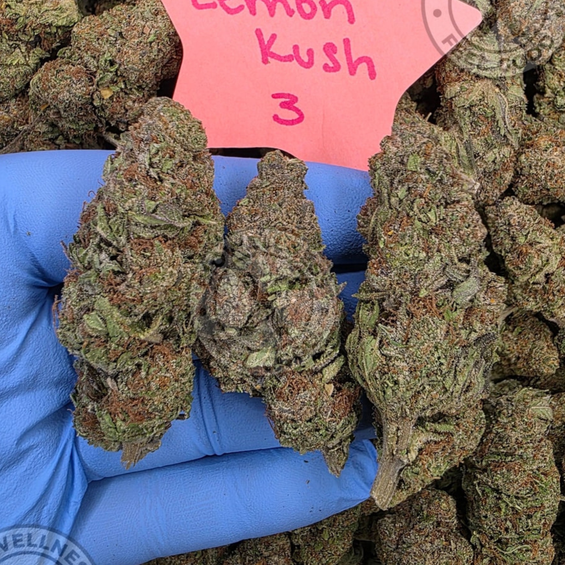 Lemon Kush — BioWellnessX