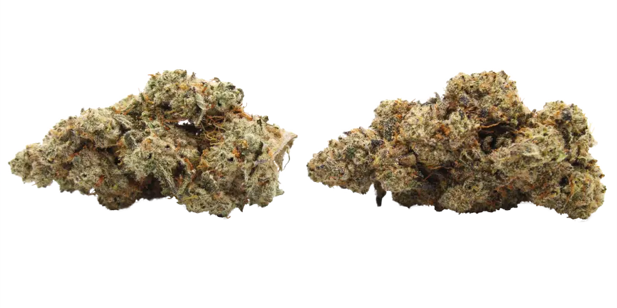 alien vortex thca strain