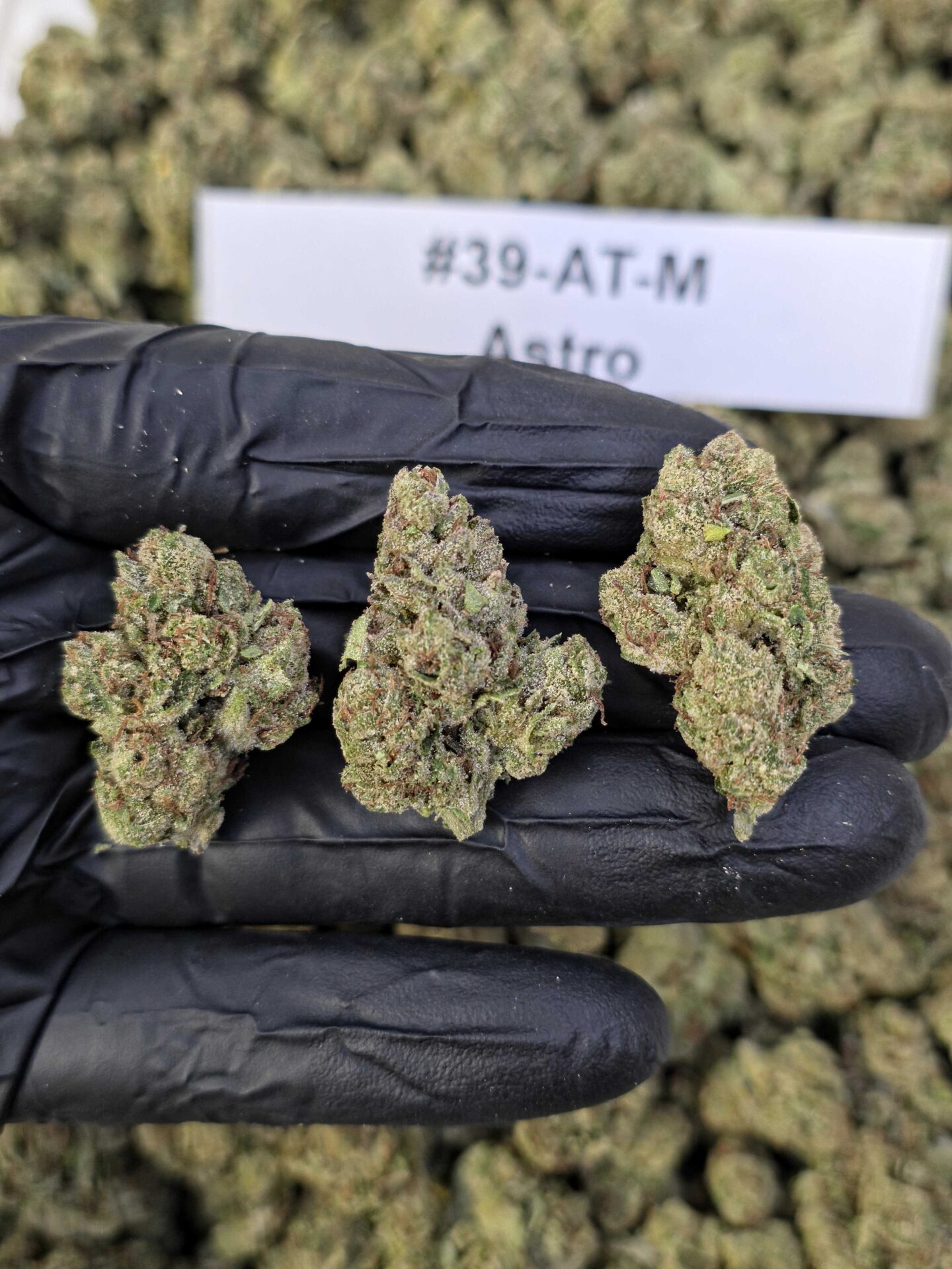 ASTRO flower