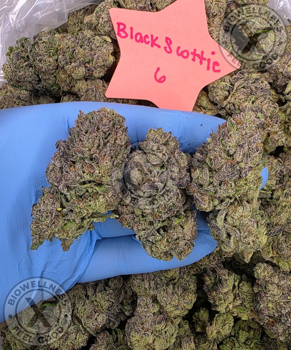 Budget THCa Flower Without the Premium Price – Choose Your Type: Hybrid, Step 2: Select Your Strain: Premium | Black Scottie (Hybrid), Step 3: Pick Your Size: – 3.5g