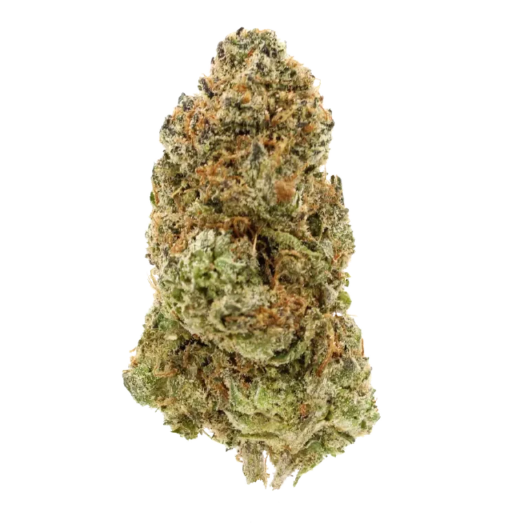 bodega strain