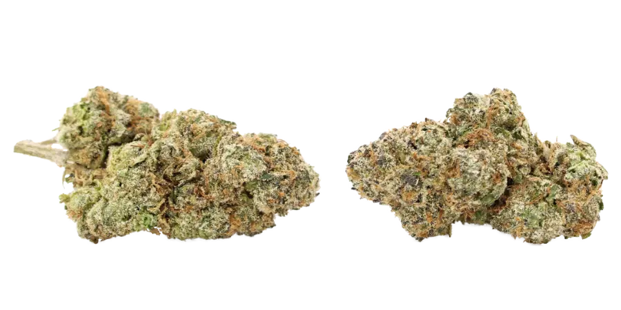 bodega thca strain