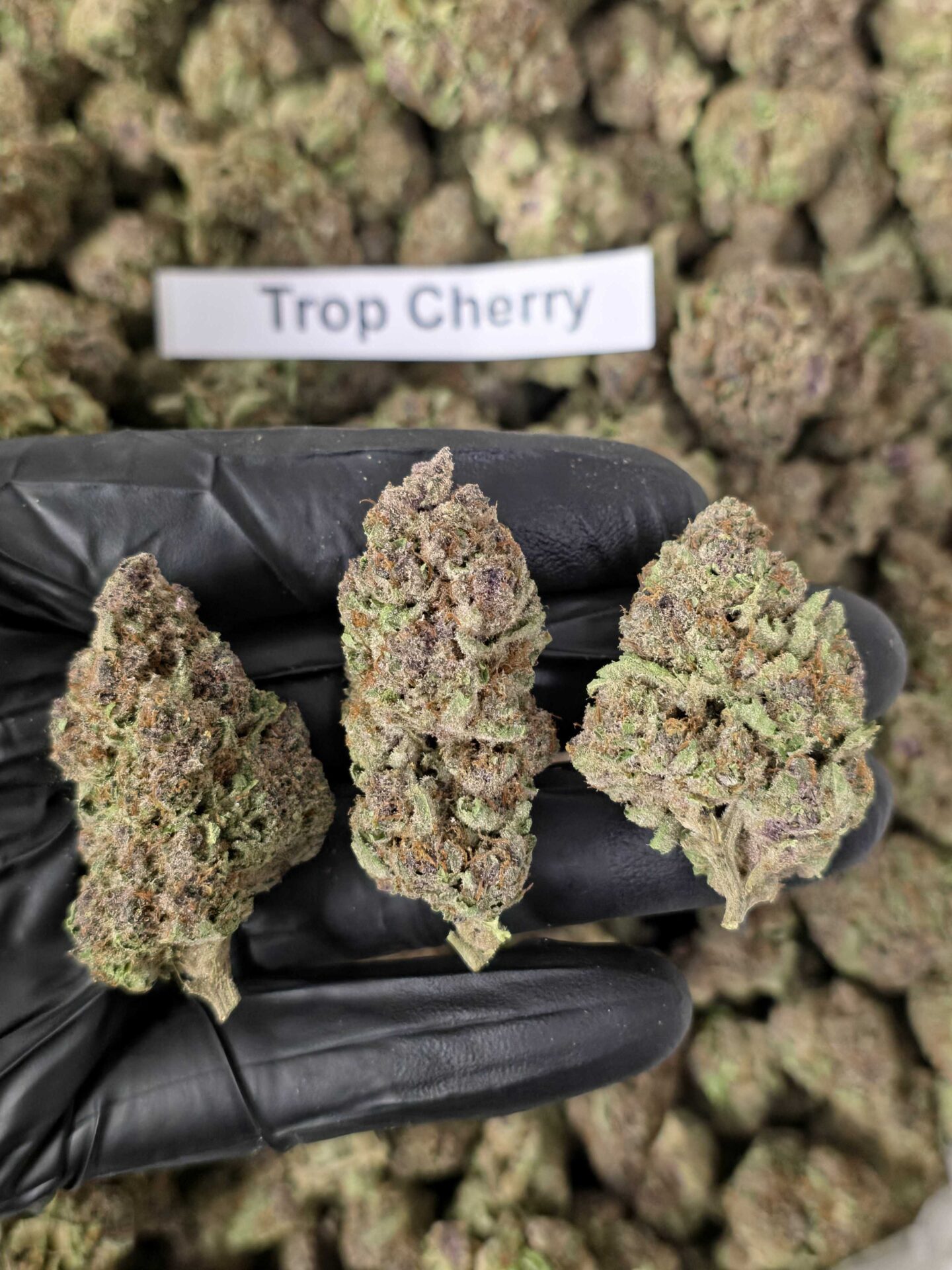 Budget THCa Flower Without the Premium Price – Choose Your Type: Sativa, Step 2: Select Your Strain: Premium | Trop Cherry (Sativa), Step 3: Pick Your Size: – 1 oz